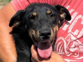 Kati, wer schenkt einer lieben, katzenverträglichen Hündin ein Zuhause, gerne Familie? 1,5J, 43cm