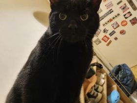 Lieber Kater sucht neues Zuhause