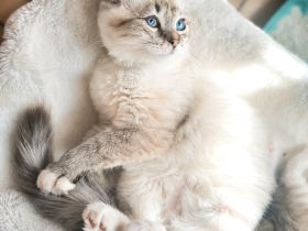 Noch 1 Ragdoll Kater /Kitten