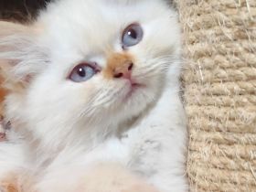 BKH und BLH Kitten abzugeben
