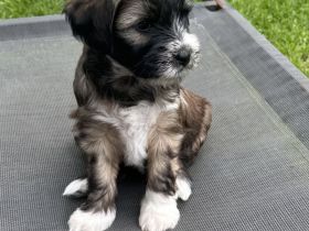 Tibet Terrier Welpen