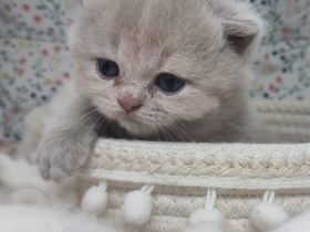 Wunderschöne British Shorthair Kitten aus liebevoller Hobbyzucht