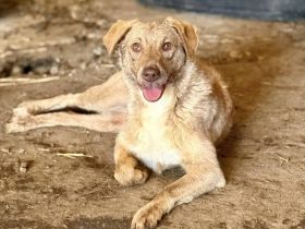 Meru, 3 Jahre, ruhig und freundlich, wer gibt ihr einen Platz im Herzen