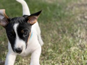 Reinrassige Jack Russel Terrier