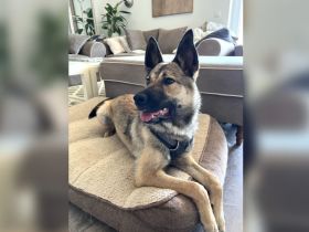 Zuhause gesucht für Fidelia