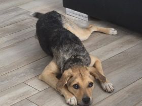 Zuhause gesucht für Bonnie