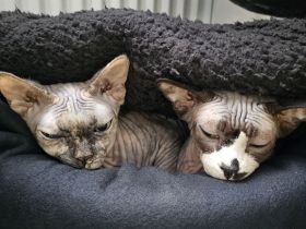 Verschmustes liebevolles Sphynx Pärchen Sucht neues Zuhause