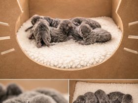 Neun wunderschöne Kitten von Mama Mia suchen ihr Zuhause auf Lebenszeit! (3 Jungs / 6 Mädchen)