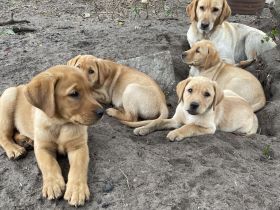 Labrador Welpen in FoxRed und Blond suchen ihren Menschen