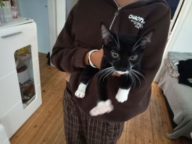Verkaufe eine Babykatze