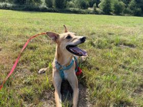 Windhund-Mix Keylam wartet auf dich!