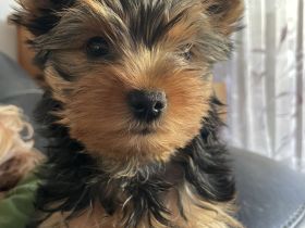 Yorkshire Terrier Welpe, Rüde