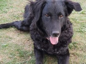 Shakti sucht Menschen mit Hundeverstand