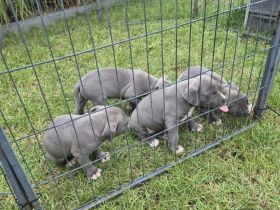American Staffordshire terrier