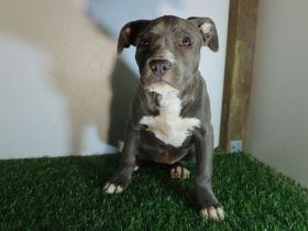 American Staffordshire terrier