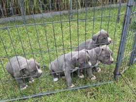 American Staffordshire terrier