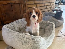 CAVALIER KING CHARLES SPANIEL  Welpen