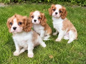 ZAUBERHAFTE CAVALIER KING CHARLES SPANIEL WELPEN SUCHEN IHR TRAUMZUHAUSE