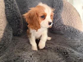 CAVALIER KING CHARLES SPANIEL  Welpen