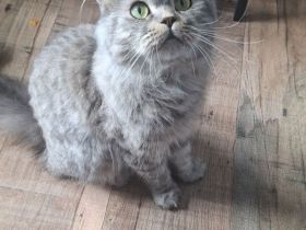 Lilly sucht ihr für immer zuhause