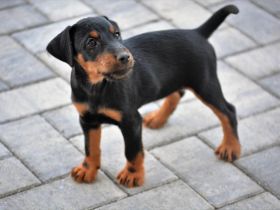 Jagd terrier 10 weeks