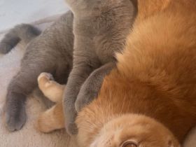 2 Junge BKH Katern suchen ein neues zuhause