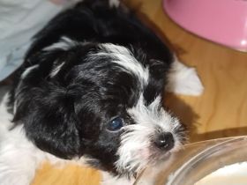 Malteser Terrier mix Welpen  [Hybridhunde )