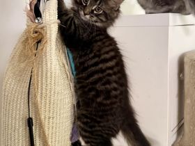 Maine Coon Kitten