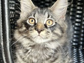 Maine Coon Kitten