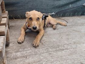 Zuhause gesucht für Tavio