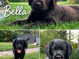 Labrador Mischlingswelpen aus Hobbyzucht suchen liebevolles Zuhause