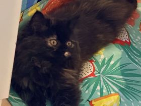 Reinrassige Perser Dame