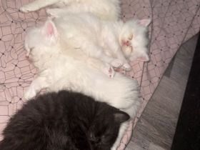 🐾❤️ 4 bezaubernde BKH/BLH Kitten suchen ihr Für-immer-Zuhause ❤️🐾