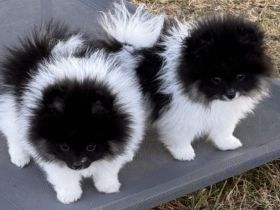 Pomeranien