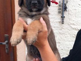 Bernhardiner Schäferhund Mix Welpen