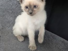 Siam Papa Heilige Birma Mama  Einfach traumhaftes Kitten