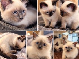 Siam Papa Heilige Birma Mama  Einfach traumhaftes Kitten