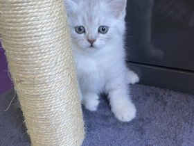 British Kurzhaar – liebevolle Katzen suchen ein neues Zuhause