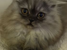Graues Perser-Kitten Mädchen sucht liebevolles Zuhause