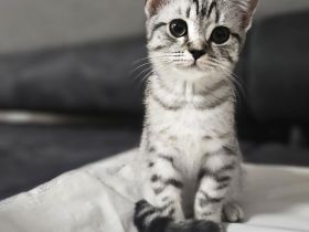 BKH - Britisch Kurzhaar Kitten