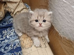BHK Kitten männlich & weiblich