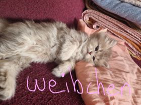 BHK Kitten männlich & weiblich