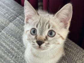 Unsere vier kleinen Bengal-BKH-Mixe suchen ein liebevolles Zuhause