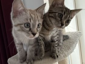 Unsere vier kleinen Bengal-BKH-Mixe suchen ein liebevolles Zuhause