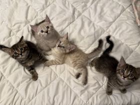Bengal BKH Kitten 3 Kater & 1 Katze