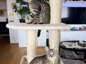 Unsere zwei kleinen Bengal-BKH-Mixe suchen ein liebevolles Zuhause