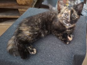 Verschmuste Katze