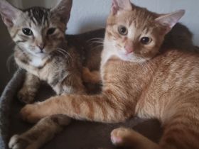 Kleiner Orangen-Sonnenschein (5 Monate) sucht Zuhause