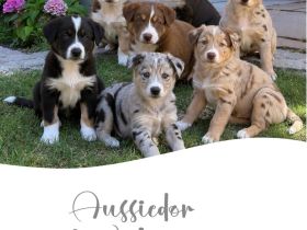Aussiedor Welpen Welpen suchen ein liebevolles Zuhause!