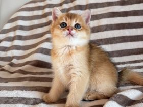 Reinrassige BKH Kitten Golden Chinchilla